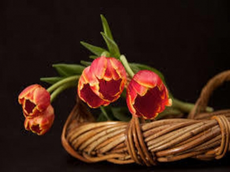 Still Life - beautiful, bouquet, basket, tulips