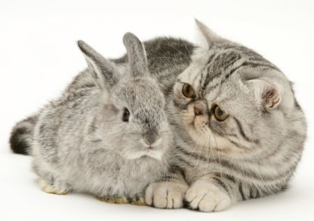 Friends - paw, rabbit, couple, cat, animal, pet, bunny, pisica