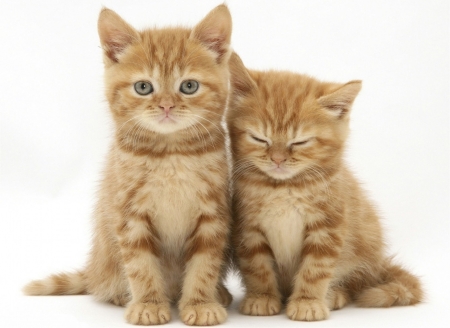 Kittens - couple, cat, pisica, kitten, ginger, sleep, animal, orange, cute