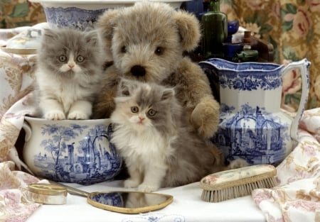 Kittens - blue, cat, pet, pisica, white, animal, kitten, teddy bear, cute, couple