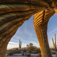 Saguaro twist