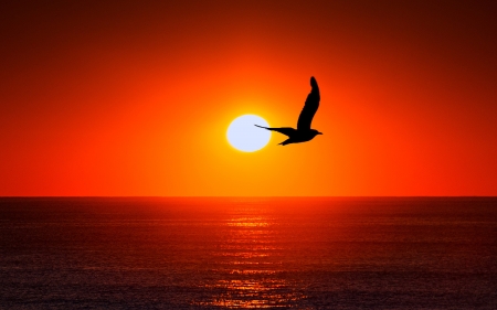 Sunset Bird - nature, fun, ocean, beach, 2017, cool, sunset, bird