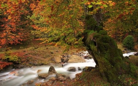 Flows Through Autumn - stone, trees, nature, waterfall, autumn, flows, forest