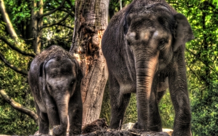 elephants in the jungle - jungle, grass, elephant, tree