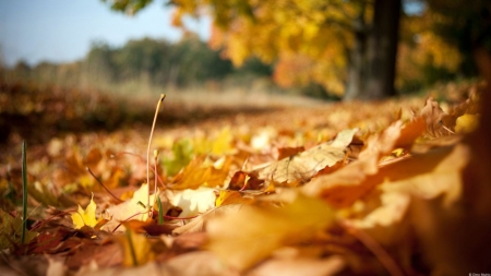 Fall leaves - abstract, photography, leaves, fall, nature, autumn, macro, leaf, wallpaper