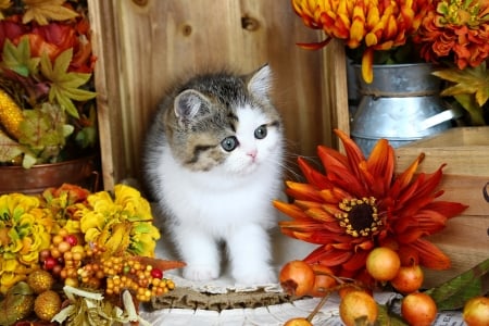 Autumn still life with kitty - still life, sweet, cat, flowers, fluffy, fall, pet, grey, kitten, autumn, cute, adorable, kitty