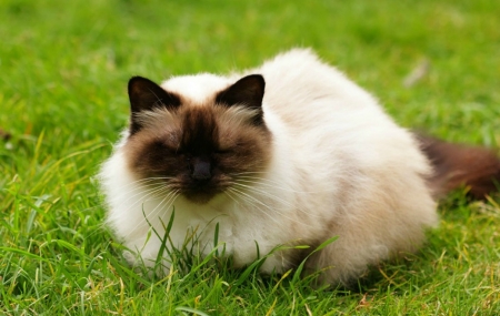 RESTING CAT - ANIMAL, FELINE, RESTING, CAT