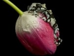 TWO FROGS ON TULIP