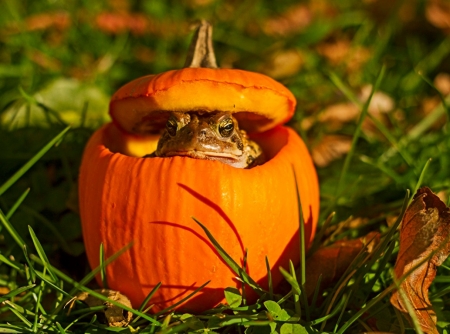 PEEK A BOO - frog, image, cute, pumpkin