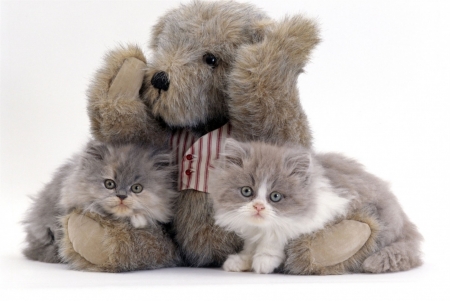 Kittens - animal, pisica, kitten, paw, cute, teddy bear, toy, cat