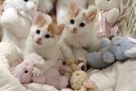 Kittens - paw, couple, cat, animal, toy, cute, pisica, kitten