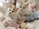 Kittens