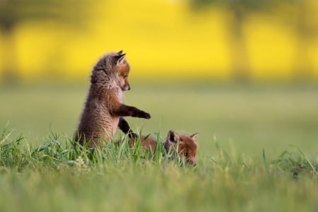 Fox cubs