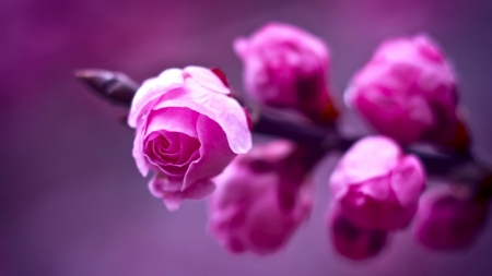 Pink Flowers - close up, nature, macro, pink, photography, flowers, pink flowers