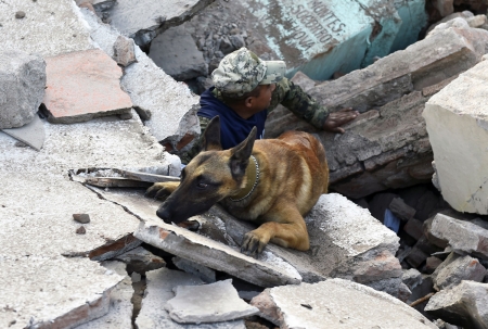 Sniffing for survivors - Sniffing for survivors, Earthquake, 9 Sept 2017, Soldier with dog, Mexico