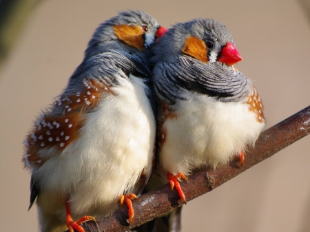 Two Cute Canaries on a Tree Branch - trees, branch, animal, canaries, birds