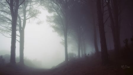 Mist in the Woods - trees, forest, light, fog, mist, firefox persona theme