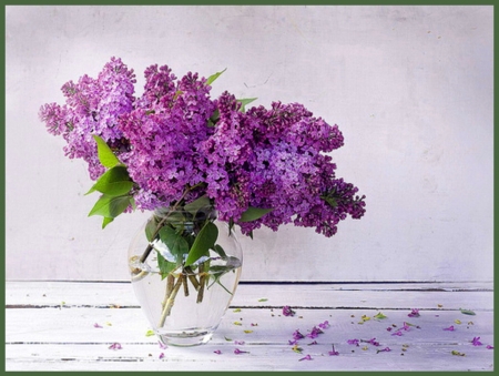 Petals - flowers, lilacs, petals, purple