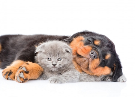 sleeping guardian - puppy, cats, animals, guardian, rottweiler, kitten