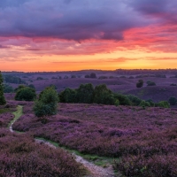 Purple Flower Landscape at Twilight