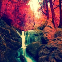 Autumn Forest Waterfall