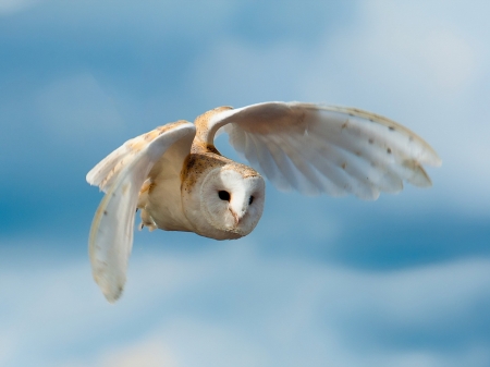 Common Barn Owl