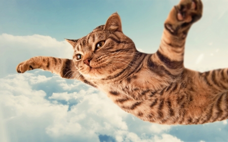 Funny Cat in Clouds