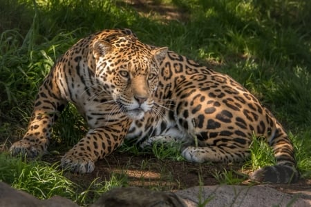 Jaguar - animal, pisica, paw, jaguar, cat