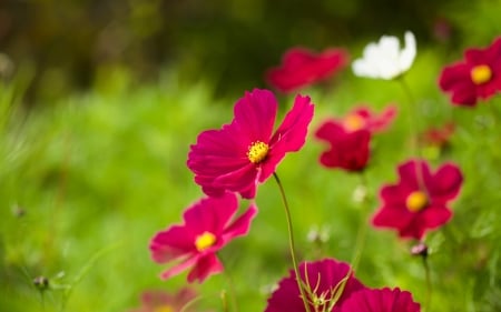 â™¥ - bokeh, field, flowers, natural, cosmos