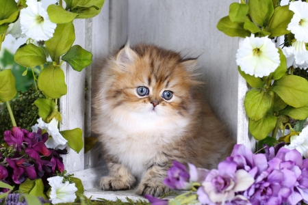 Fluffy persian kitty - adorable, fluffy, cat, kitty, pet, sweet, flowers, cute, persian