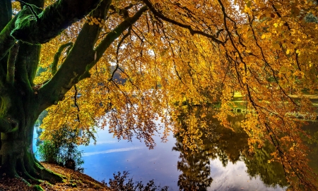 Golden branches over lake - branches, autumn, lake, foliage, fall, reflection, river, tree, golden