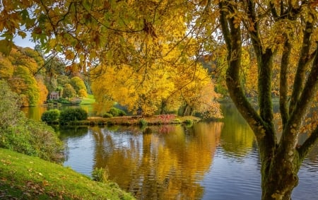 Golden autumn - branches, autumn, lake, park, foliage, serenity, tranquility, fall, yellow, reflection, beautiful, river, golden, tree, pond