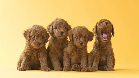 Fuzzy Puppies - lovable, puppies, pet, Firefox Persona theme, pups, litter, dogs, fuzzy, cute, poodles