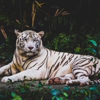 White Tiger