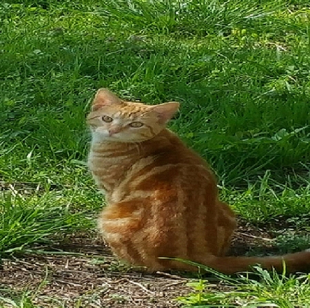 Oscar Orange Classic Tabby - orange classic tabby, cat, orange cat, tabby cat, orange tabby