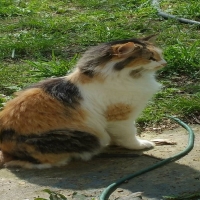 calico cat