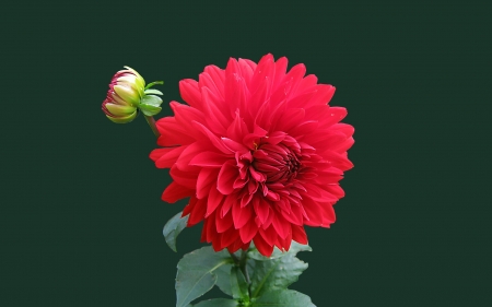 DAHLIA - leaves, petals, colors, stem