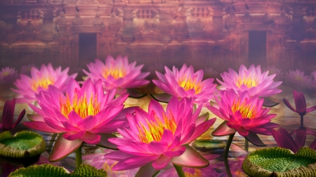 LOTUS - leaves, water, stems, petals