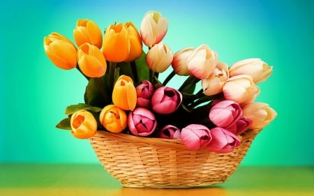 TULIPS - stems, petals, leaves, colors, basket