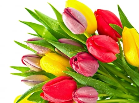 TULIPS - leaves, colors, stems, petals