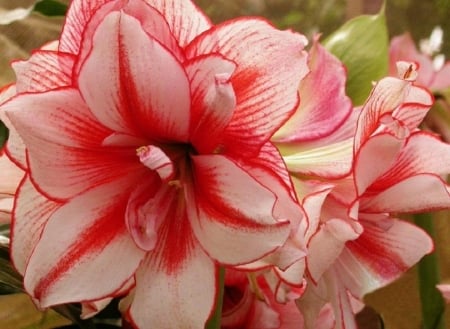 AMARYLLIS - leaves, petals, nature, colors