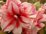 AMARYLLIS