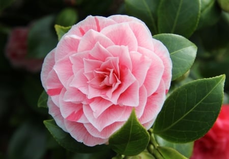 CAMELLIA - leaves, petals, nature, colors