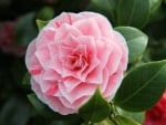 CAMELLIA