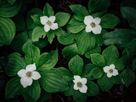 FLOWER BLOOMS - leaves, petals, nature, colors