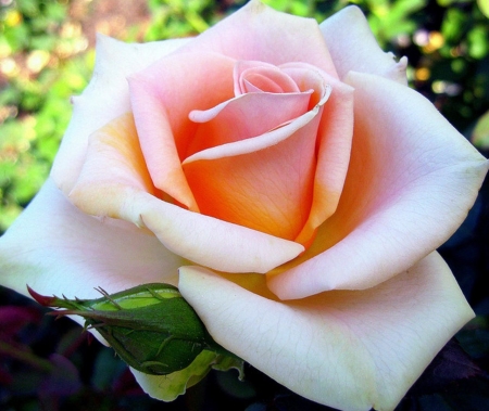 ROSE - STEM, COLORS, LEAVES, PETALS