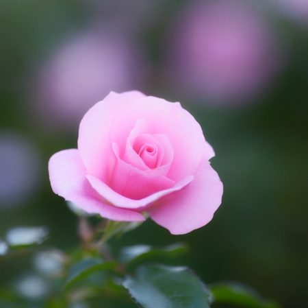 ROSE - STEM, COLORS, LEAVES, PEATLS