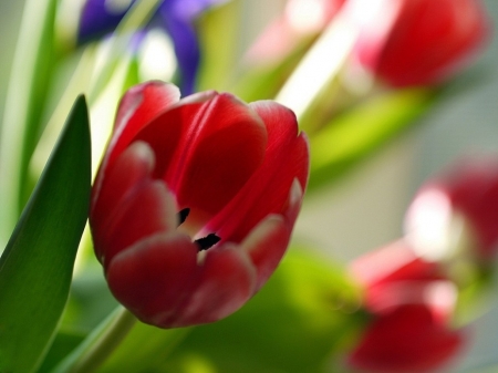 TULIPS - leaves, colors, stems, petals