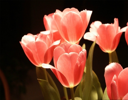 TULIPS - leaves, colors, stems, petals