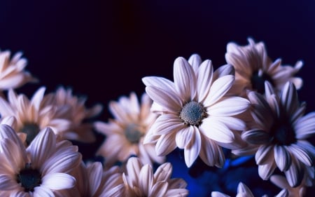 DAISIES - leaves, petals, nature, colors